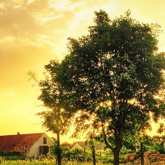 Meet your Posher, Avery - Picture 1 of 1